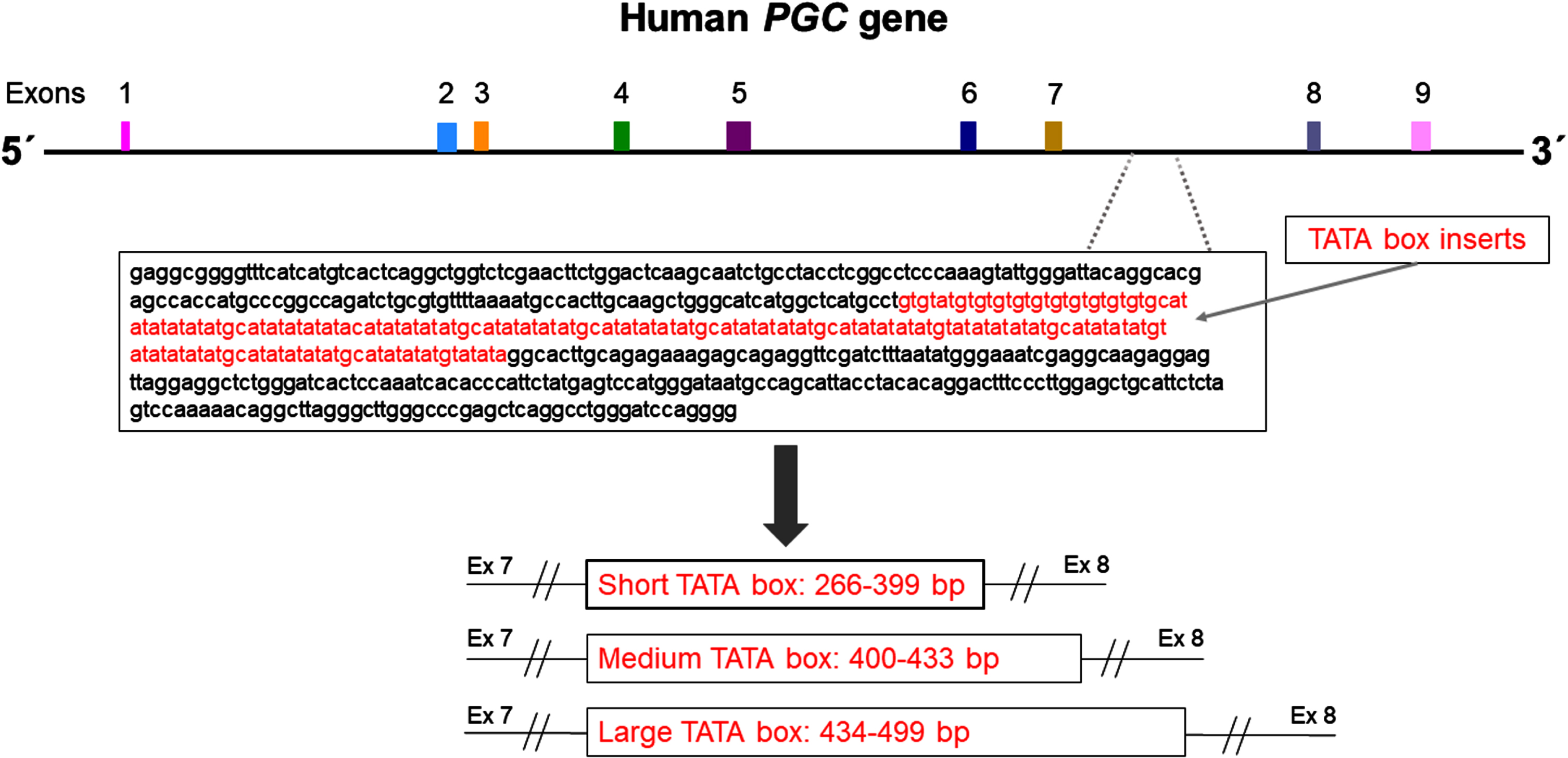 Structure of human Progastricsin (PGC) gene. The 100-bp insertion/deletion polymorphism located between exons 7 and 8 is shown, different size of alleles/repeats in TATA box are grouped as short, medium and large. [Modified from 13].
