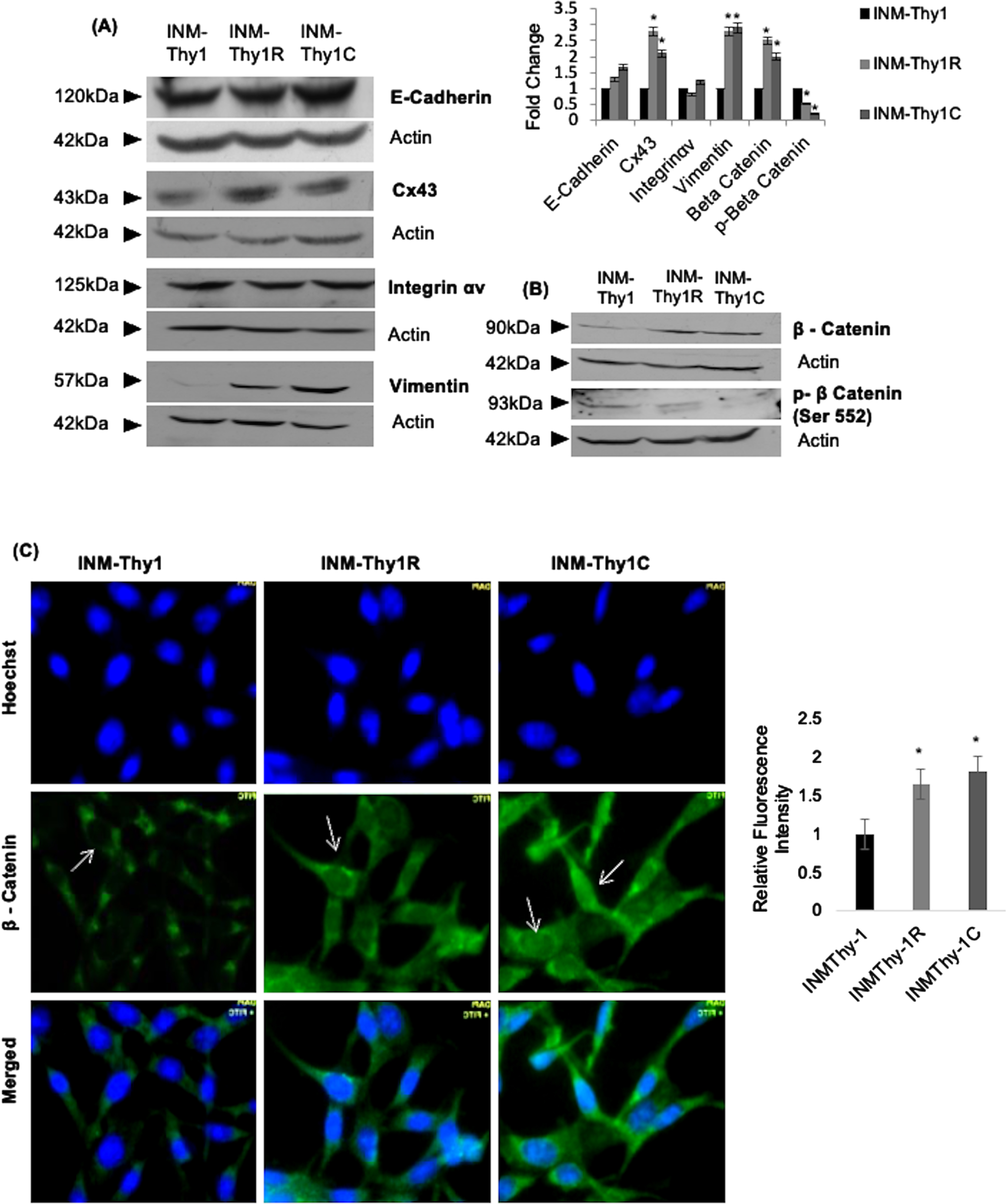 Alterations in expression and intracellular localization of cell adhesion proteins following transformation: (a) Western blot analysis of the expression of the indicated cell adhesion proteins. Representative blots and densitometry of protein bands relative to β-actin from three independent experiments are shown (*P≤0.05). (b) Representative western blots of β-catenin and phospho- β-catenin indicate activation of Wnt pathway in the transformed cells. (c) Immunofluorescence images showing intracellular localization (arrows) of β-catenin (magnification 63X). Relative fluorescence intensity of FITC-labeled nuclear region of the three cell strains, representing nuclear localization of β-catenin (right panel). A total of 50 randomly selected cells from at least 10 images per strain were analysed using Zen 2.3 pro software. Representative images of three independent experiments are shown.