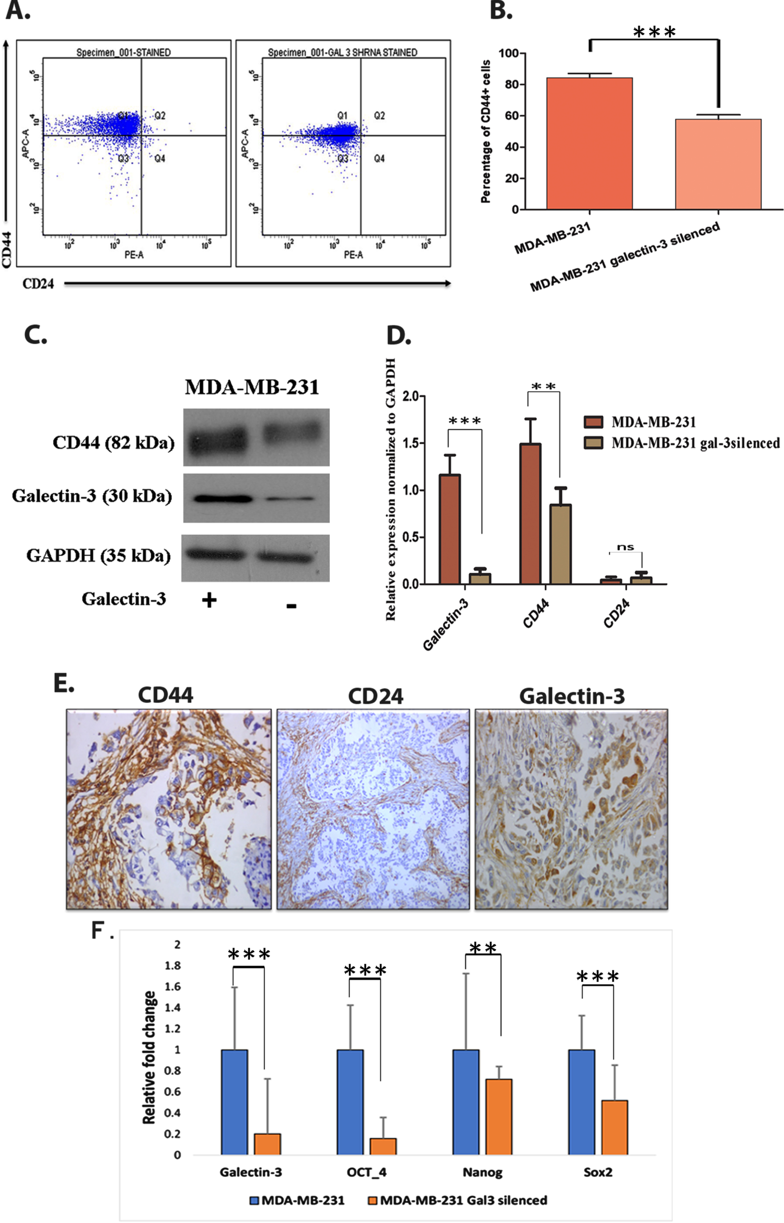 Galectin-3 expression contributes in maintaining cancer stem-like cells A. Using CD44+/CD24– assay, stem cell marker (CD44+ and CD24–) expressing cells were flow cytometrically analyzed using anti-CD44-APC- and anti-CD24- PE-conjugated antibodies. B. Quantification of CD44+/CD24– assay (p = 0.0003). C&D. The stem cell maintaining potential of galectin-3-expressing cells were further confirmed using western blot analysis and its quantification. GADPH was used as the loading control. E. Immunohistochemical analysis showed the presence of stem cells in patients’ samples of primary breast tumors, using anti-CD44, anti-CD24 and anti-galectin-3 antibodies. F. MDA-MB-231 cells and MDA-MB-231 galectin-3-silenced cells were subjected to qRT-PCR analysis as described in Materials and methods with specific primers for the expression of galectin-3, OCT-4, NANOG and SOX2 genes. The primer sequences are available in supplementary data, Table 1. Data represented in (B, D and F) are mean±SD (n = 3) calculated using GraphPad Prism 5.01. The criteria for significance were p < 0.05 (*), p < 0.01 (**), and p < 0.001 (***) and ns means no statistical significance.
