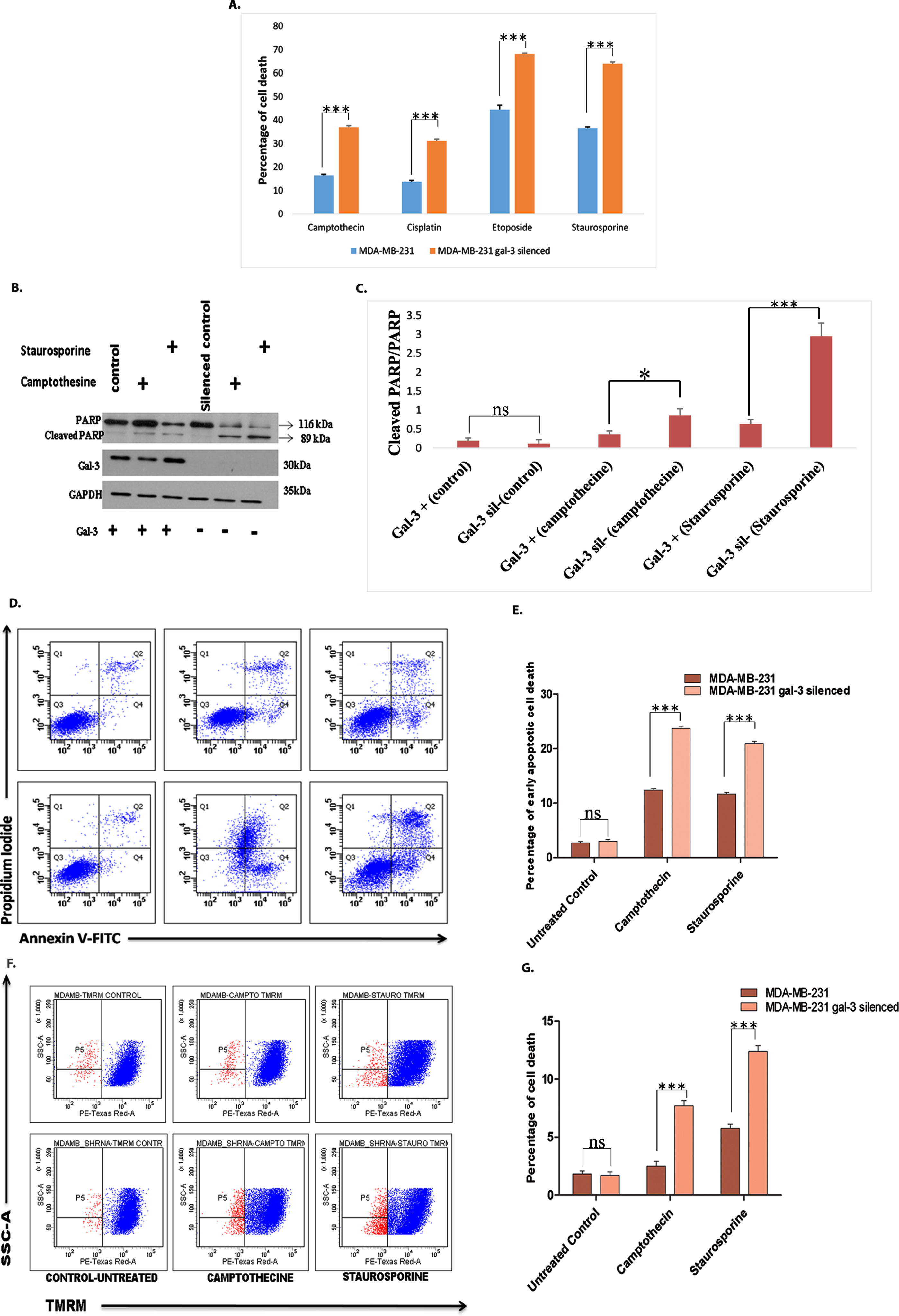 Silencing of galectin-3 in MDA-MB-231 cells sensitizes them towards drug treatment A. Cell death analysis using flow cytometry was carried out following treatment of both control and galectin-3-silenced cells MDA-MB-231 cells with different drugs namely camptothecine (25 μM), staurosporine (1 μM), cisplatin (50 μg/ml), and etoposide (50 μg/ml) for 24 hours. The cells were stained with Hoechst 33342 to determine the level of sub G1 cells. Drugs caused significant induction of apoptosis in galectin-3-silenced cells compared with control MDA-MB-231 cells. B and C. Activation of Caspase-3 leading to apoptosis-specific cleavage of PARP after treating with camptothecine and staurosporine was significantly detected through western blot analysis in galectin-3-silenced MDA-MB-231 cells and its quantification. D. Detection of the externalization of phosphatidylserine in apoptotic cells using annexin V conjugated to green-fluorescent FITC dye and dead cells using propidium iodide. E. Quantification of Annexin V/PI assay. F. After treatment with drugs like camptothecine and staurosporine, cells were stained using TMRM and subjected to FACS analysis for identification of disruption of mitochondrial membrane potential. TMRM that localizes in mitochondria detects mitochondrial membrane depolarization. G. Quantification of TMRM staining. Data represented in (A, C, E and G) are mean±SD (n = 3) calculated using GraphPad Prism 5.01. The criteria for significance were p < 0.05 (*), p < 0.01 (**), and p < 0.001 (***) and ns means no statistical significance.