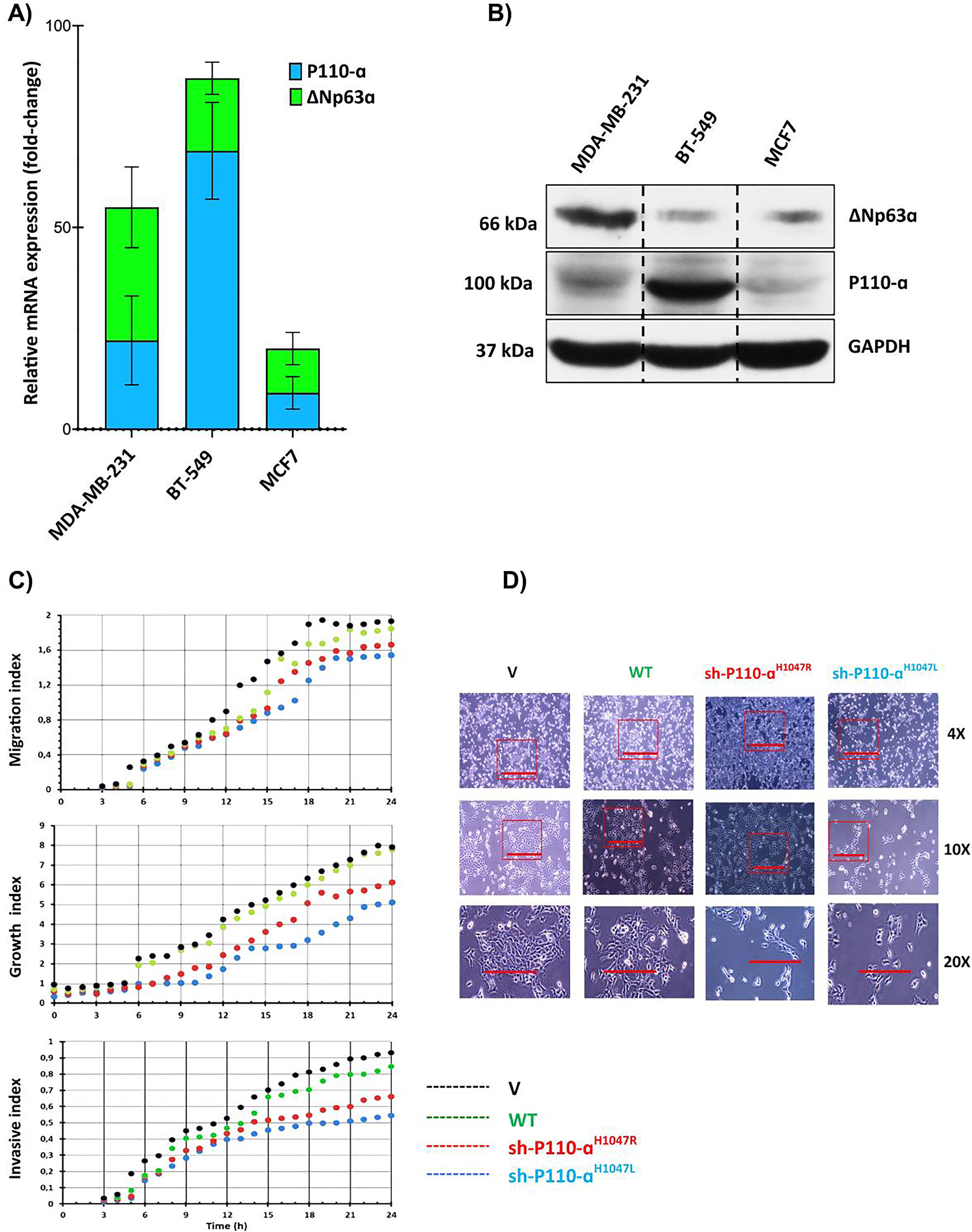 Comparison and impact of p110α and ΔNp63α expression in breast cancer cells. (A) The relative mRNA expression levels of p110α and ΔNp63α in advanced breast cancer cell lines. (B) The protein levels of p110α and ΔNp63α in advanced breast cancer cell lines. (C) Cell migration, growth, and invasion were measured using a real-time cell analyzer. (D) Comparison of cell morphologies of BT-549 cells expressing p110αH1047R/L or vector control. Impact of p110αH1047R/L on Cell Migration and Invasion in BT-549 Cells. The BT-549 cells were transfected with shRNA-p110αH1047L and p110αH1047R plasmids for 24 hours.
