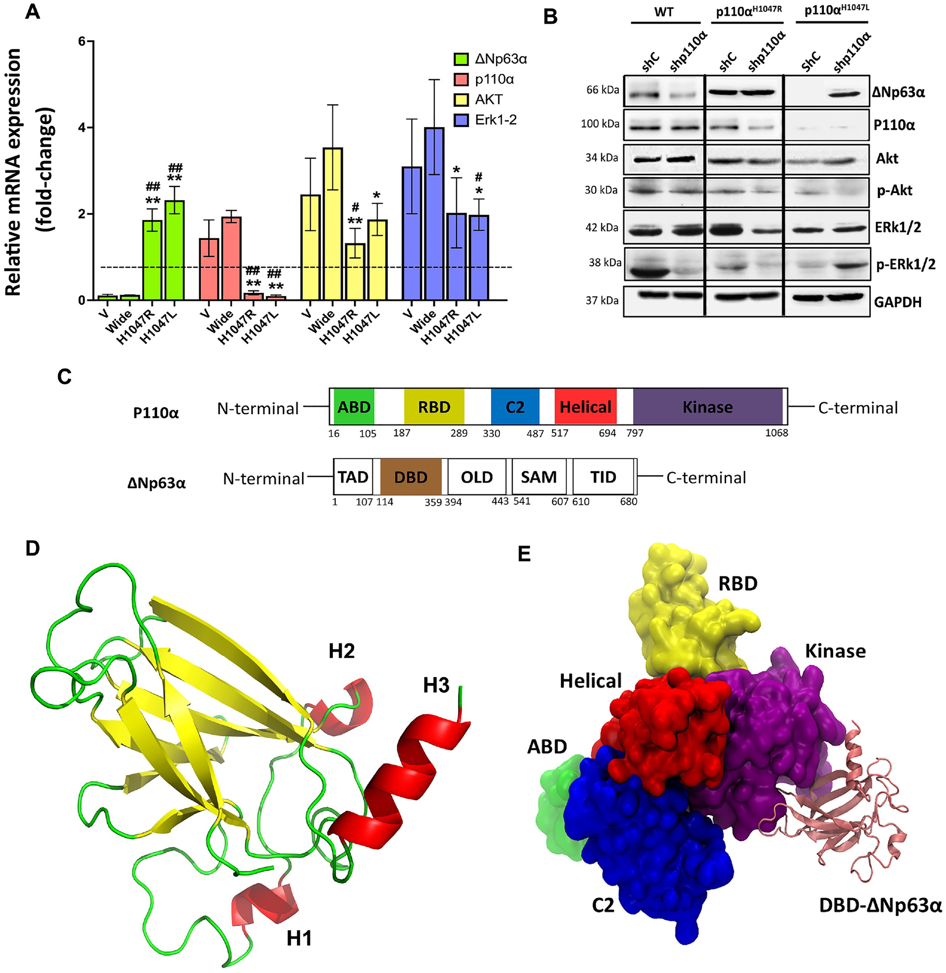 Inhibition of ΔNp63α expression by p110αH1047L via Akt1-mediated inhibition and tyrosine kinase receptor signaling. The BT-549 cells were transduced with recombinant retroviruses encoding wild-type p110α (WT) and mutant derivatives (H1047L or H1047R). (A) qRT-PCR data and (B) representative western blot analysis of p110α, ΔNp63α, and Akt1-mediated signaling pathways in various groups. (C) Structure and Domain Organization of the p110α/ΔNp63α Complex. Schematic representation of the ΔNp63α and P110α protein isoforms. (D) The tertiary structure of ΔNp63α. The DBD domain contains three important helices, H1 (residues 234–236), H2 (residues 245–249), and H3 (residues 348–355), which play a crucial role in the interaction with PIK3. (E) The p110α/ΔNp63α complex’s 3D structure highlights its contacts with the kinase, helical, ABD, RBD, and C2 domains of PIK3CA. The different domains of PIK3CA are colored for visual differentiation, with the ABD (residues 16–105) in green, the RBD (residues 187–289) in yellow, the C2 domain (residues 330–487) in blue, the helical domain (residues 517–694) in red, the kinase domain (residues 797–1068) in purple, and the ΔNp63α DBD in pink. Western blotting was performed on whole-cell lysates (50–70μg) using GAPDH as a control. Values are presented as mean±SEM, n = 3, *P < 0.05 and **P < 0.001 compared to the V group and #P < 0.05, and ##P < 0.01 versus the WT group.
