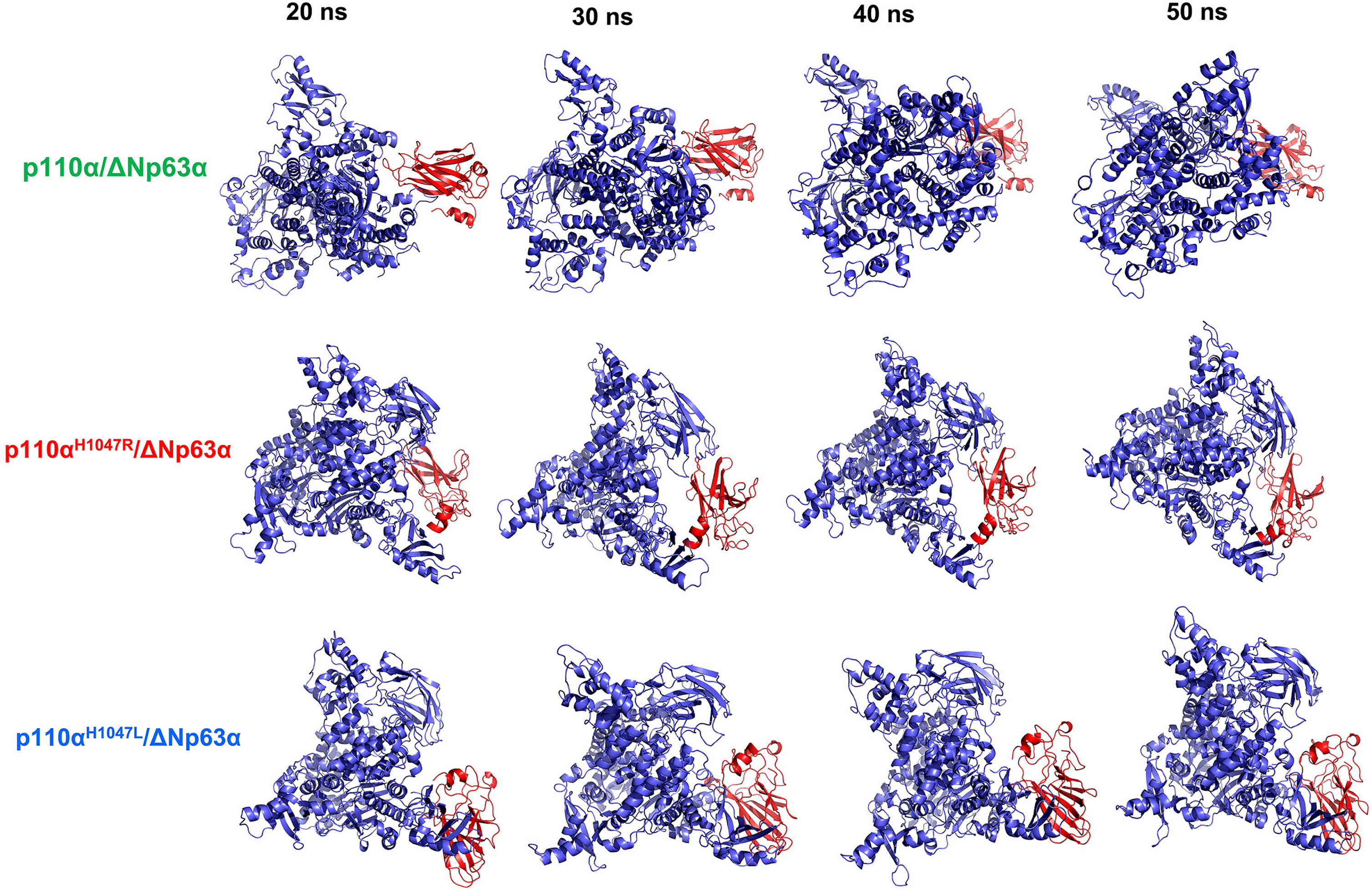 Stability of the tertiary structure of the wild-type (WT) and hotspot mutant forms of the p110α/ΔNp63α complex. The structures of the p110α (blue color) and ΔNp63α (red color) domains were derived from simulations of 20, 30, 40, and 50 ns. The ΔNp63α domain of the mutant forms showed increased interaction over various time intervals but showed differences in interaction sites compared to the WT.
