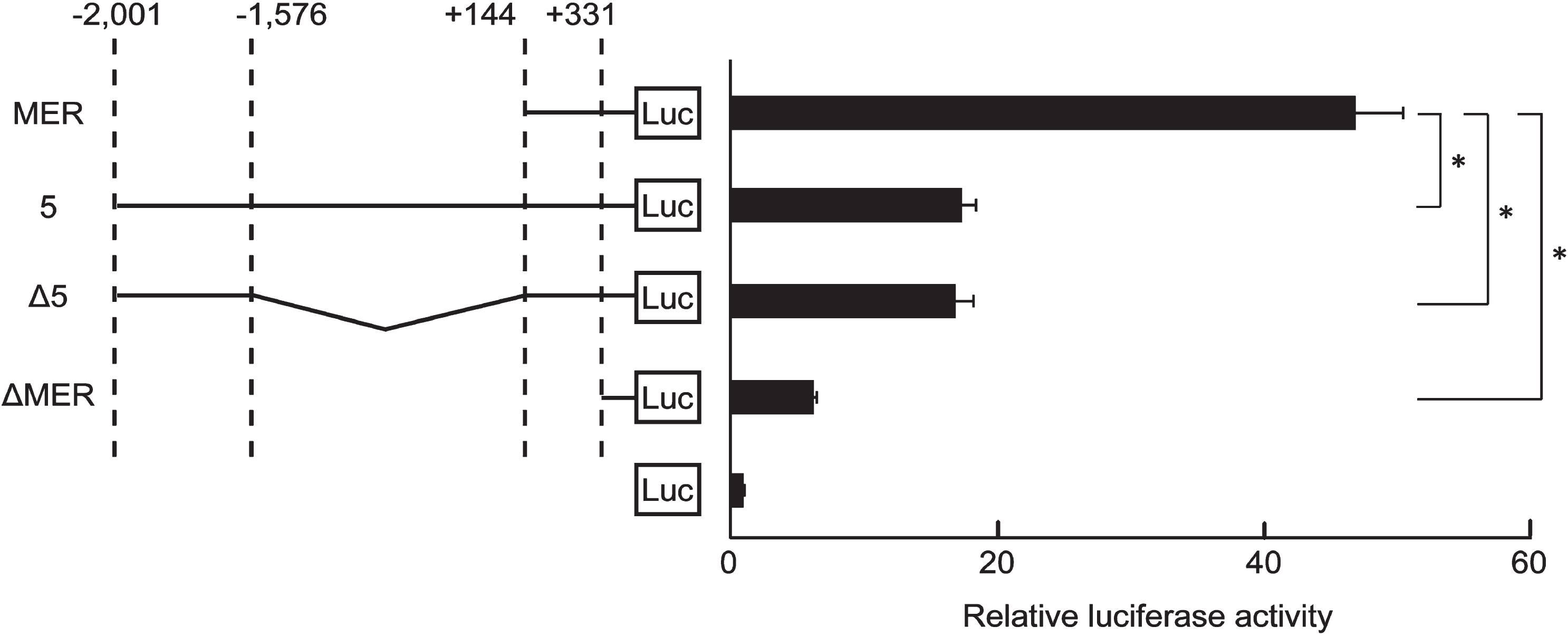 The inhibition of MER activity of KLF5 gene by the 425-region. Clones containing MER of KLF5 gene or other fragments were transfected into HSC2 cells. RLA were normalized by renilla control plasmid. Clone Δ5 was a construct that ligated the 425-region (-2,001 to -1,577) and the MER (+145 to+331). Clone MER and clone ΔMER were constructs that contained the MER and deleted the MER from clone MER, respectively. The data are presented as means±SD of quadruplicate experiments (n = 4). *, P < 0.05 compared to clone MER.
