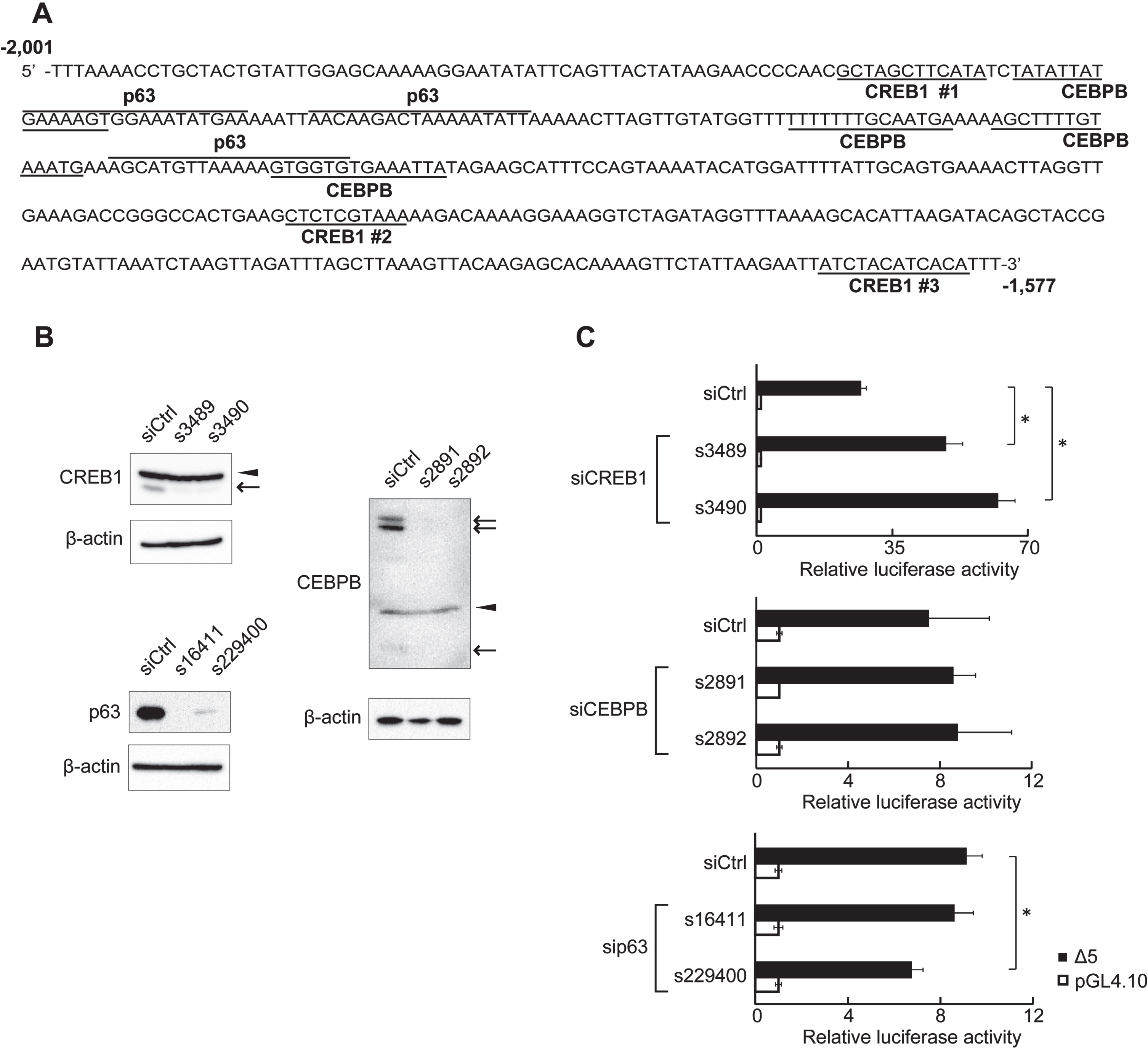 Putative transcription factor binding sites in the 425-region. (A) DNA sequence of the 425-region. The 425-region contained putative CREB1-, CEBPB-, and p63-binding sites. The 425-region contained three putative CREB1-binding sites. (B) Expression of endogenous proteins after siRNA transfection was analyzed by western blot. CREB1 and CEBPB isoforms are indicated by arrows. Non-specific bands are indicated by arrowheads. β-actin was used as an internal control. (C) RLA of clone Δ5 at depletion of CREB1, CEBPB, or p63. HSC2 cells transfected with CREB1 siRNA (s3489 and s3490), CEBPB siRNA (s2891 and s2892), p63 siRNA (s16411 and s229400), or negative control siRNA (siCtrl) were used. A reporter plasmid, pGL4.10, was used as control for reporter assays. The data are represented as means±SD (n = 4). *, P < 0.05 compared to siCtrl.