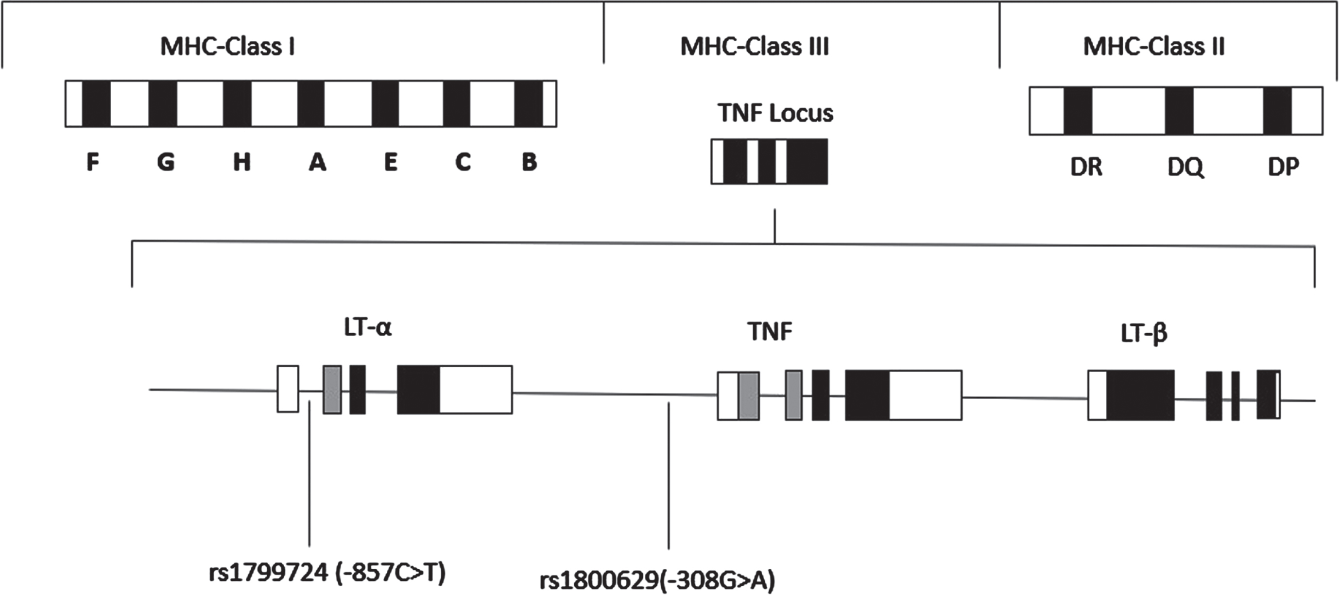 Schematic representation of the location of the TNF genes within the Major Histocompatibility Complex (MHC) on chromosome 6. TNF includes lymphotoxin-α (LT-α), tumor necrosis factor (TNF-α), and lymphotoxin-β (LT-β). The positions of the two SNPs, rs1799724 (-857 C>T), and rs1800629 (-308 G>A) in the TNF-α gene are indicated.