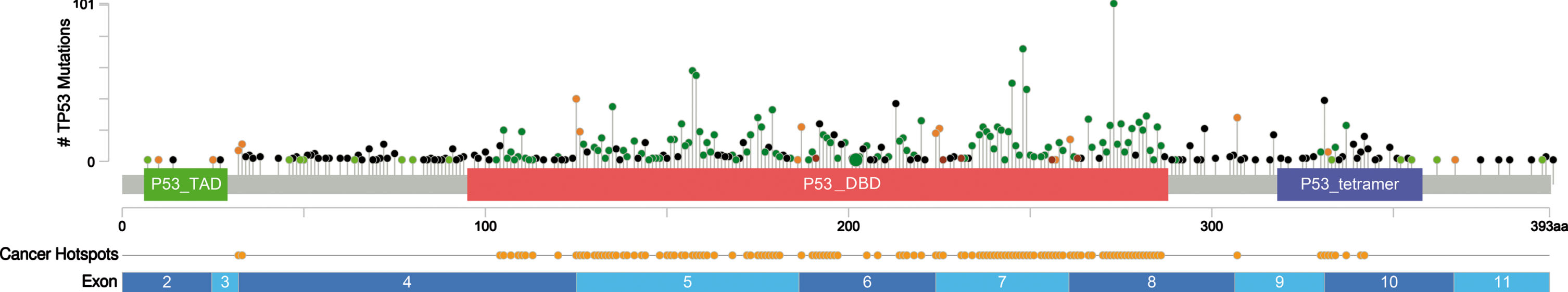 The scheme of the p53 protein sequence, functional domains, and exons of the TP53 gene, with the locations of amino acids changes introduced by pathogenic missense (green pin), in-frame (brown pin), splice (orange pin), and nonsense single nucleotide variants, SNVs (black pin), commonly detected in lung adenocarcinoma (6294 samples from 5844 patients in 13 studies, cBioPortal v. 4.0.2 database [76, 77].