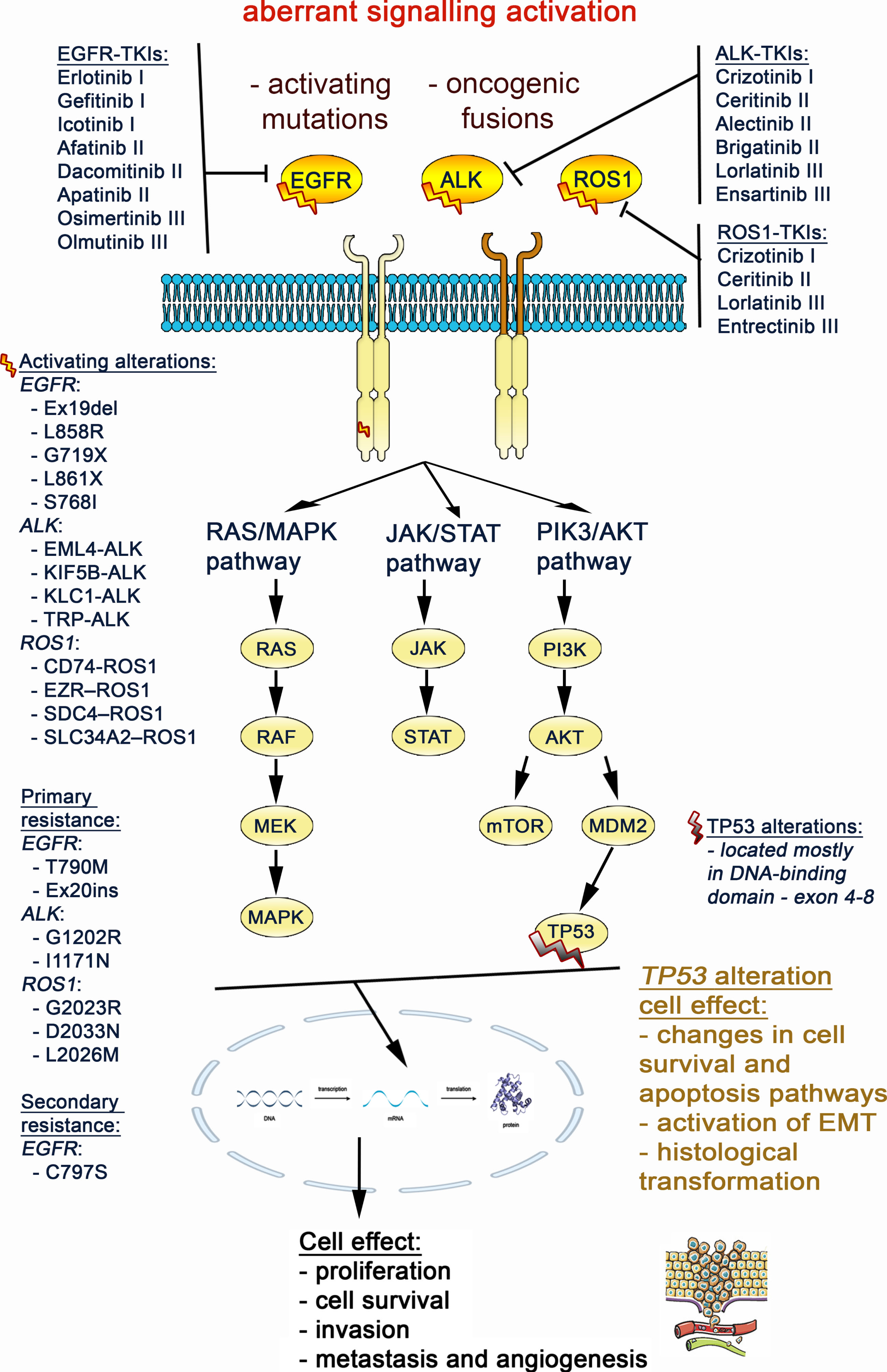 Aberrant activation of the EGFR, ALK and ROS1 gene triggers signaling through the MAPK, JAK/STAT and PI3K/AKT/mTOR pathways, that results in promoting lung cancer cell migration and proliferation. The TP53 mutation impact on cell signaling was also marked at crossing point with the EGFR, ALK, ROS1 pathways.