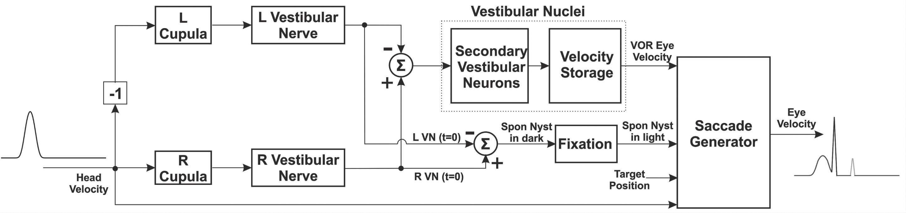 Schematic diagram of the VOR pathways.