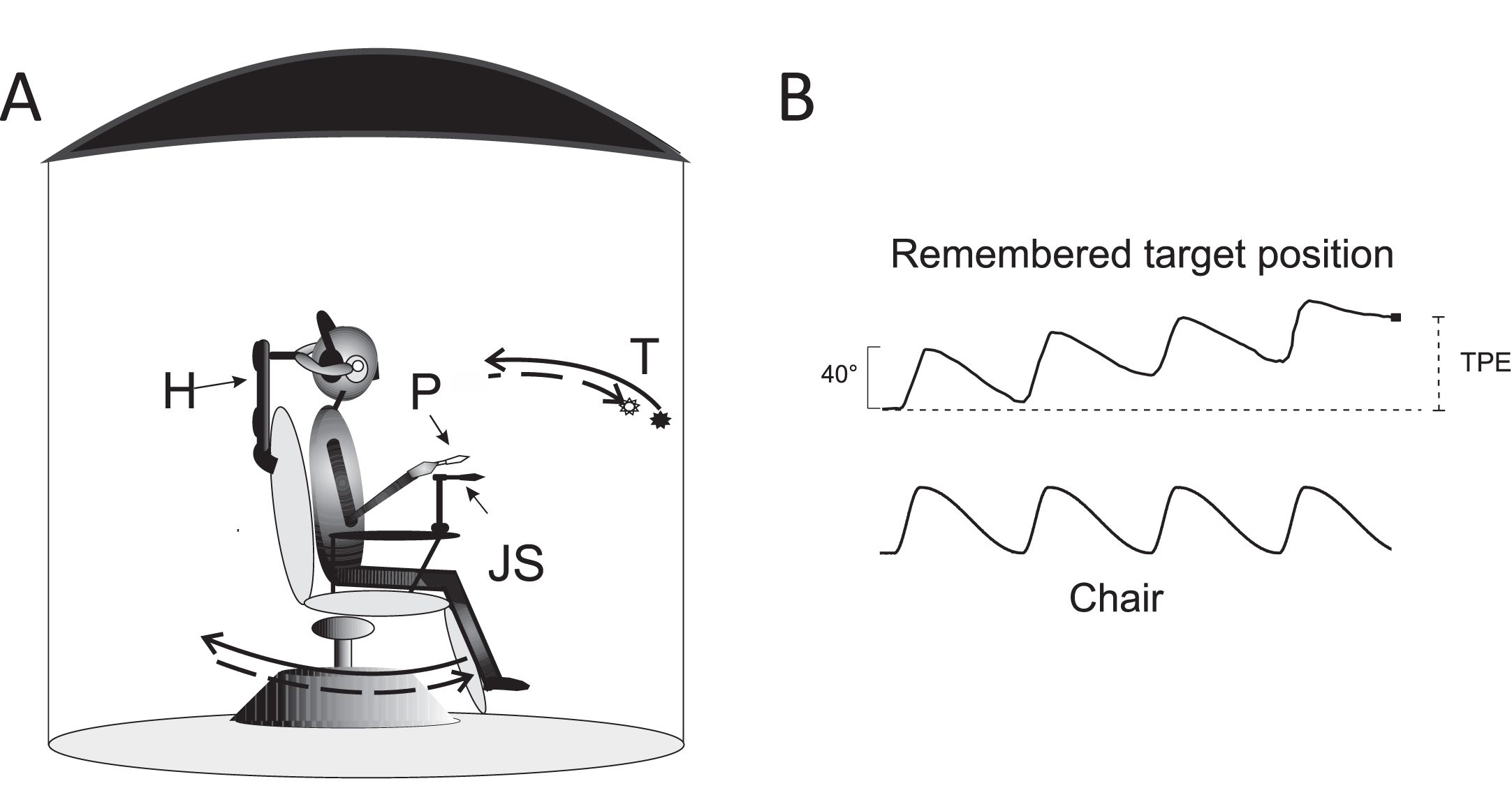 Experimental setting and motion perception recording. A: Schematic drawing of the experimental setting. Acoustically isolated cabin and rotating chair: P: pointer, T: visual target, presented just before rotation in the dark, H: head holder. The solid arrows indicate the chair asymmetric rotation (solid arrow: fast rotation; dashed arrow: slow rotation). The representation of the memorized visual target at the end of four cycles of asymmetric rotation is shifted (dashed arrow) in the opposite direction to the fast rotation. B: Motion perception tracking in response to four cycles of asymmetric rotation. Upper trace: Tracking of the memorized visual target during rotation revealed by the pointer. The filled circle indicates the target position representation at the end of rotation. Lower trace: chair asymmetric rotation. Note the error (TPE) induced by asymmetric stimulation with respect to the real position of the target (vertical dashed line).