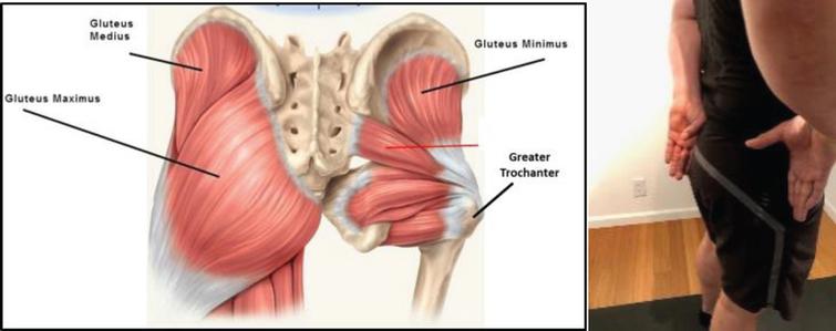 Find the muscles by using your greater trochanter and gluteal cleft as landmarks.