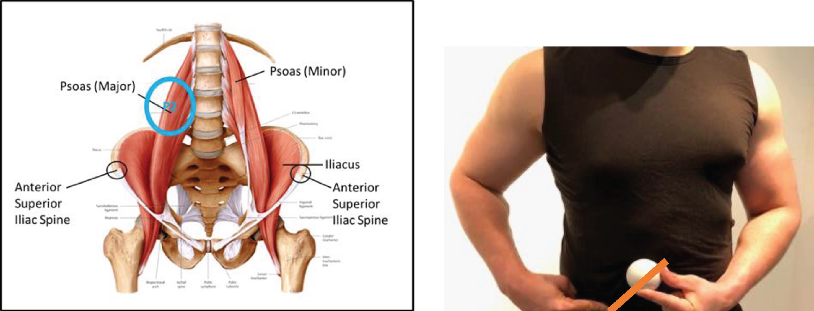 Spend two minutes at the psoas to target the major and minor muscles.