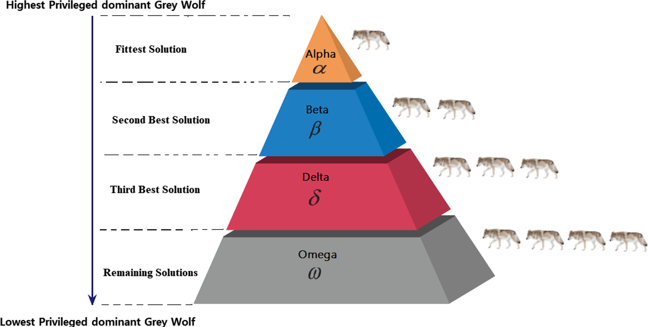 Dominant Grey Wolves social hierarchy.